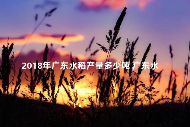 2018年广东水稻产量多少吨 广东水稻是一年几熟的